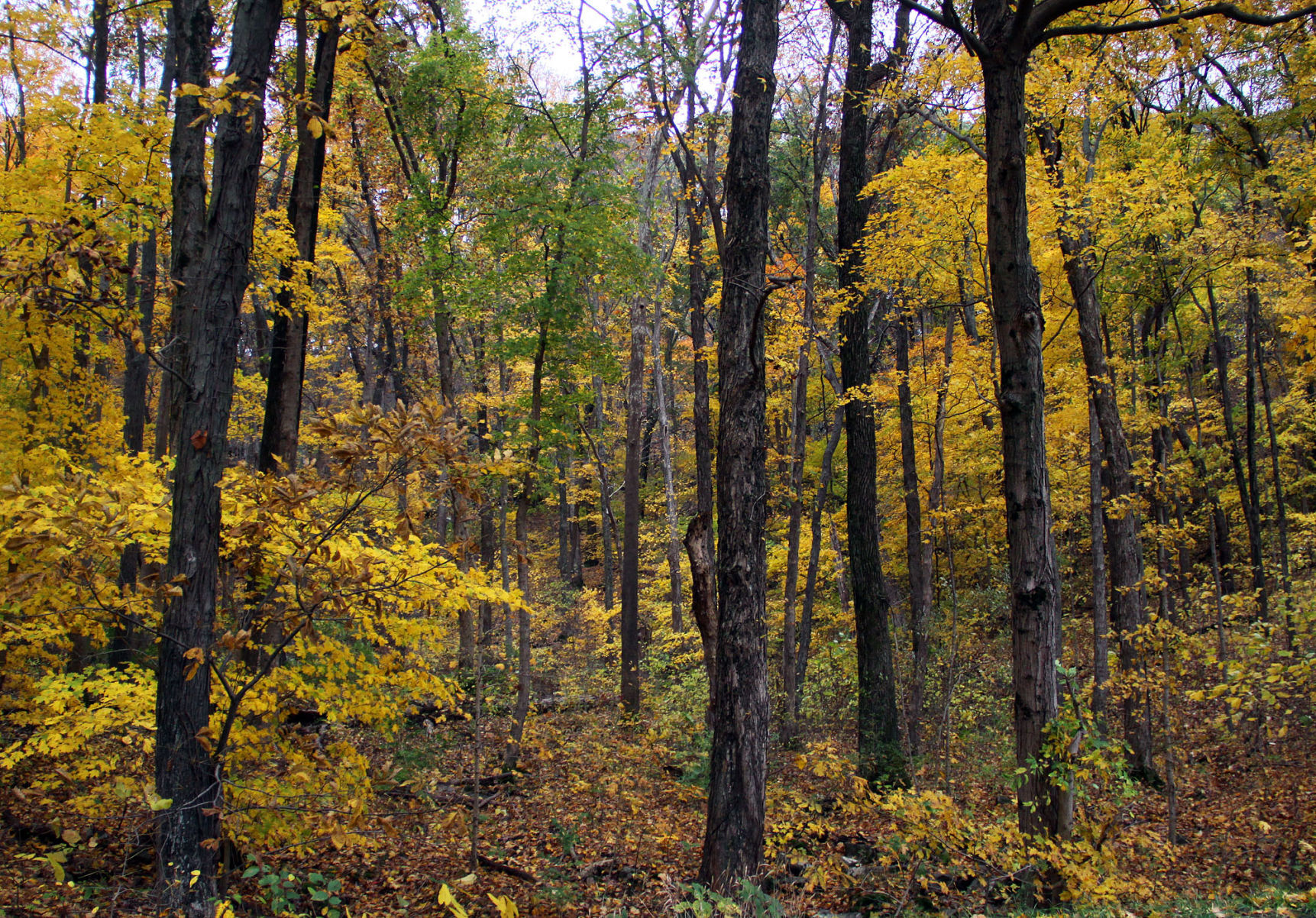 110917-spt-otd-autumn-3.jpg (copy)
